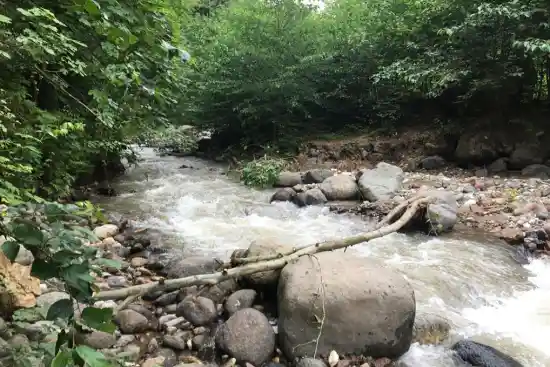 جنگل های زرمی