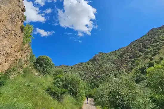 نژ دره سی