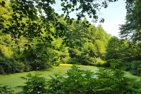 مرداب بکر گیسوم