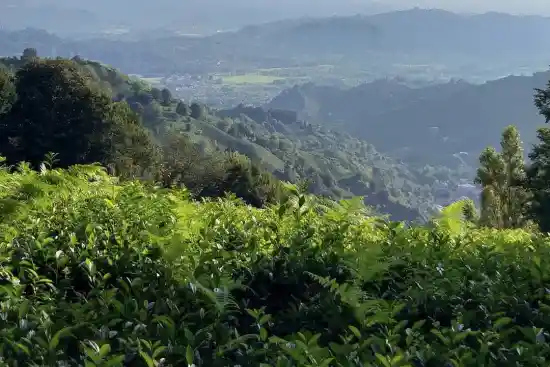 جنگل بیجارباغ