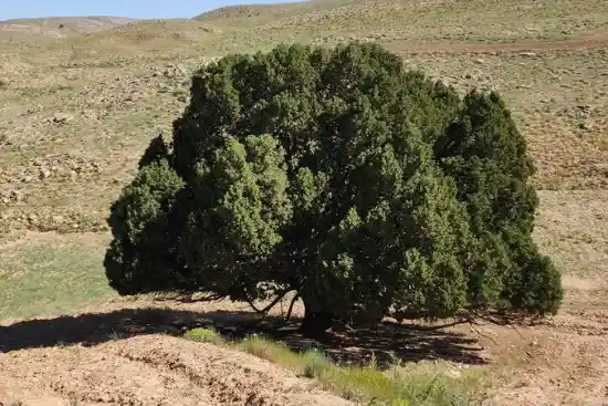 سرو کهنسال آرچه لی
