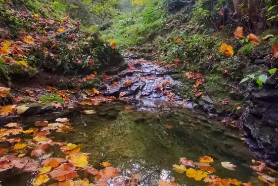 جنگل مازیچال به دراسرا