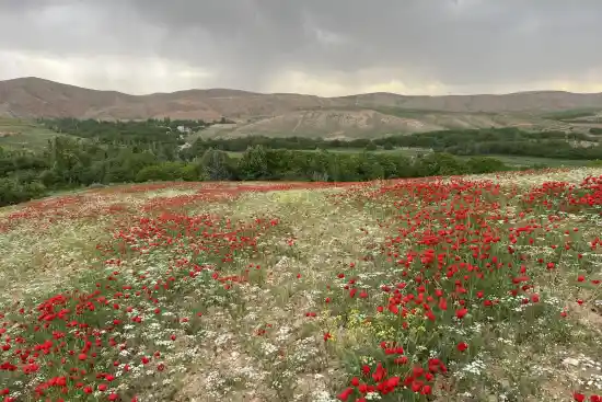 شقایق دره مهنان