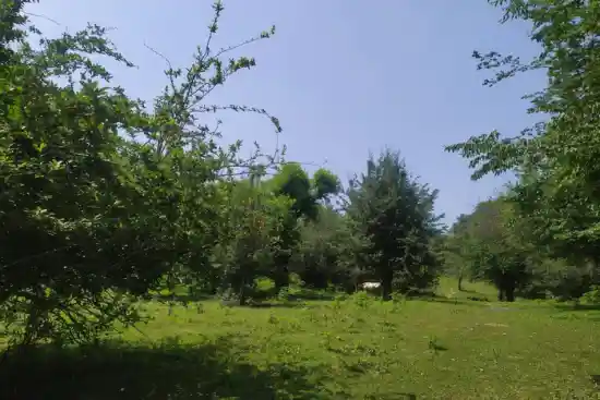 جنگل کبلاقا-1
