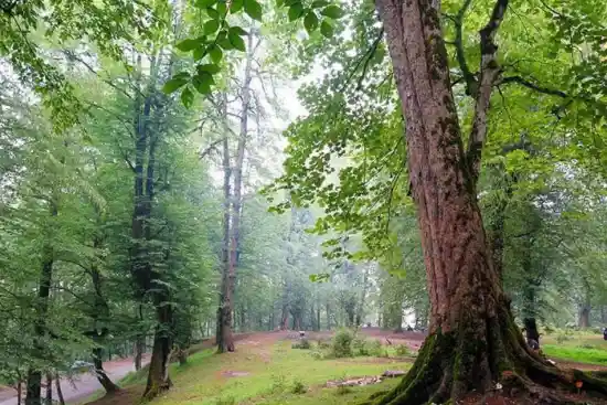 جنگل دالخانی به جواهرده