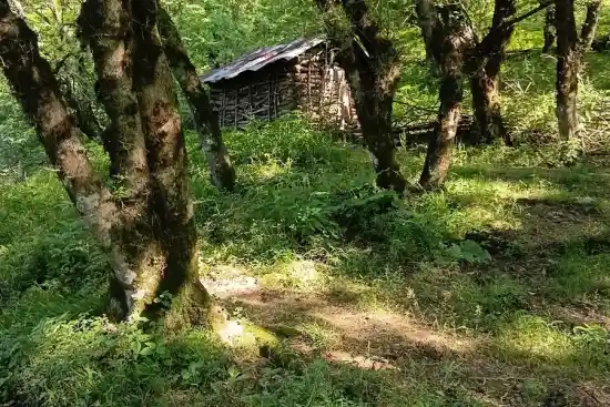 سوته سره