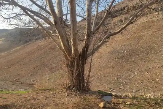 چشمه رسولی