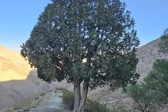 ارس کهنسال