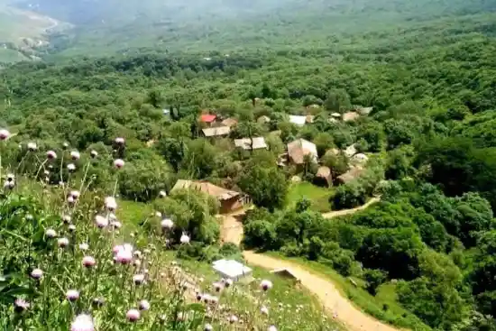 جنگل گرمی