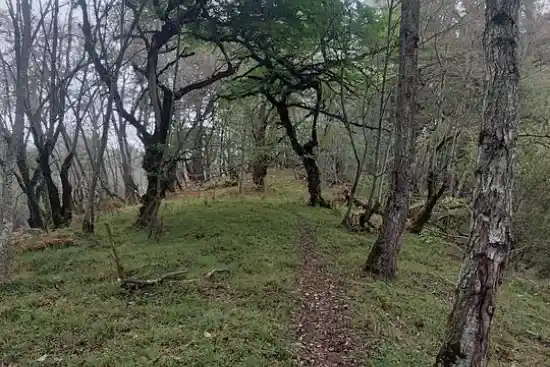 جنگل بنیشکی به ازارک