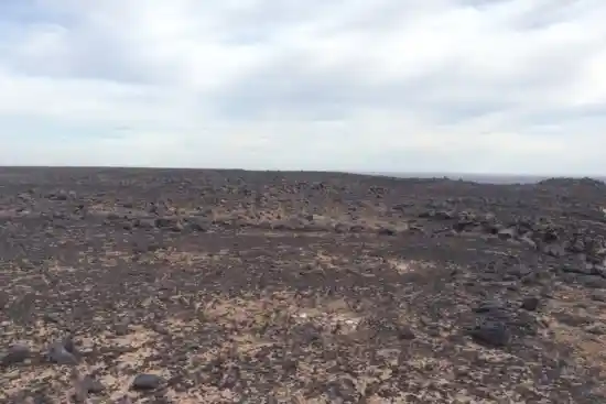 گندم بریان-1