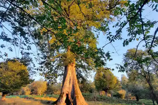 درخت بلند مازو