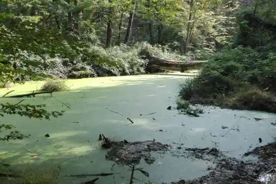 مرداب میاندوک