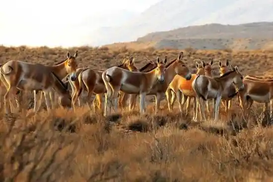 منطقه حفاظت شده خارتوران